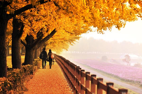 Kinh nghiệm du lịch Hàn Quốc mùa thu đẹp nhất