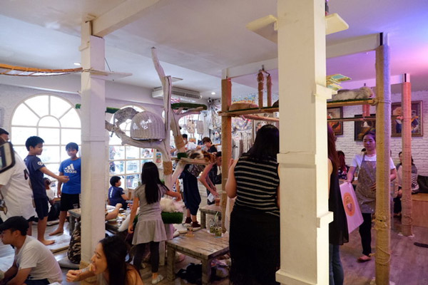 Tiệm cà phê mèo hút khách ở Bangkok