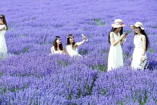 Sắc tím oải hương ở Tân Cương, Trung Quốc