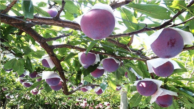 Hái trái cây mùa thu - hoạt động đáng trải nghiệm tại Nhật Bản