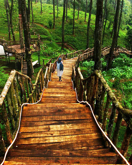 Vườn lan đẹp như cổ tích ở Indonesia