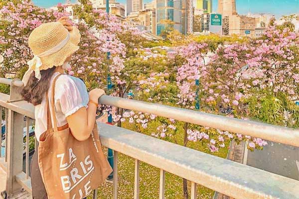 Sài Gòn vào mùa hoa Kèn Hồng nở rộ vô cùng lãng mạn