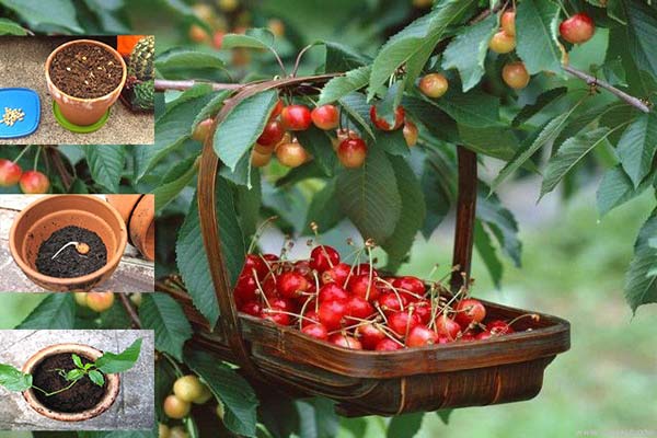 Học cách tự trồng cherry sai trĩu ngay tại nhà, thu hoạch trái ăn quanh năm.