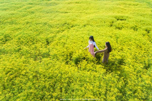Cách đi đến cánh đồng hoa thì là đang gây sốt ở Ninh Thuận