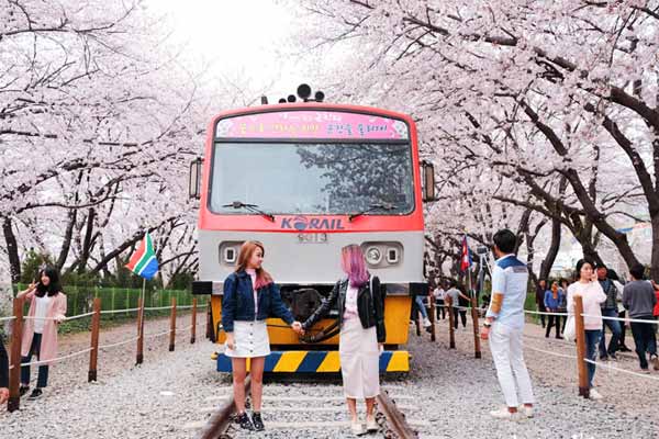 Lịch hoa anh đào nở ở Hàn Quốc mùa xuân này
