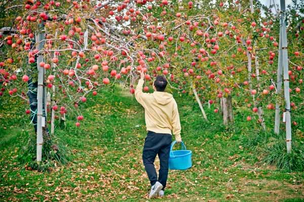 Chàng trai Việt say lòng trước vườn táo đẹp như cổ tích ở Nhật Bản