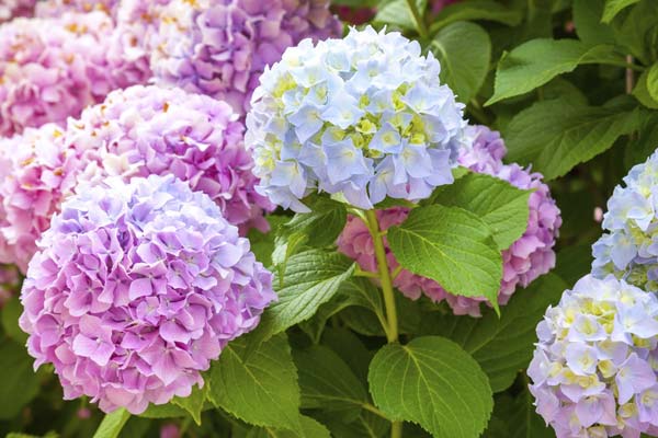 Ngây ngất trước vẻ đẹp của cánh đồng hoa Cẩm Tú ở Đà Lạt
