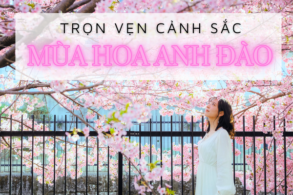 Chiêm ngưỡng vẻ đẹp các nước mùa hoa anh đào