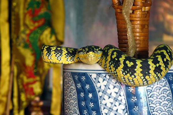 Lạnh người với ngôi đền rắn độc bò lổm ngổm quanh du khách ở Malaysia