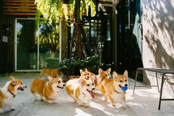 Quán cà phê chó corgi ở Bangkok