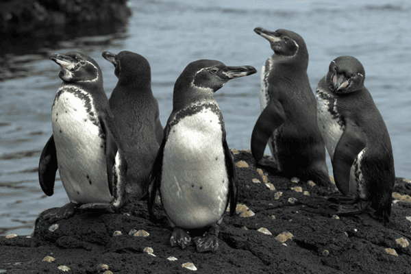 Hành Trình Khám Phá Galapagos & Amazon – Tour Ecuador Peru 14