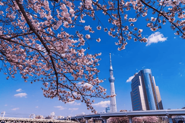 Tour Nhật Bản Mùa Hoa Anh Đào 6N5Đ | Shirakawago – Fuji – Tokyo | Vietnam Airlines 2026