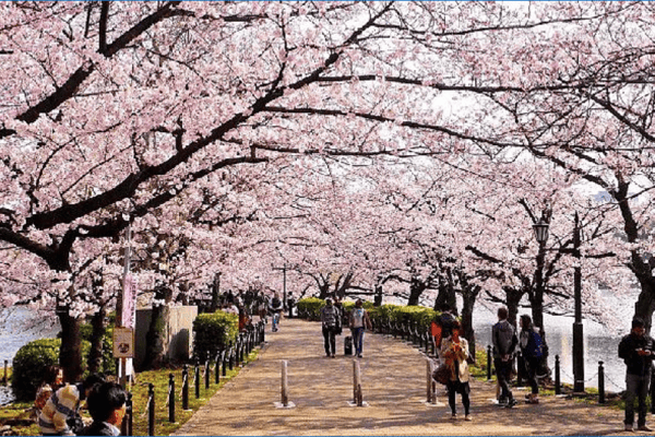 Tour Nhật Bản Mùa Hoa Anh Đào 6N5Đ | Kobe – Osaka – Tokyo