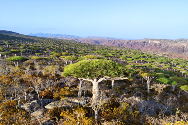 Tour du lich Socotra