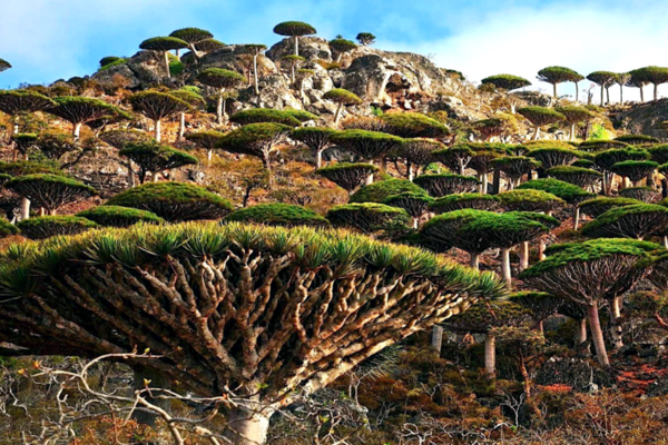 Tour du lich Socotra
